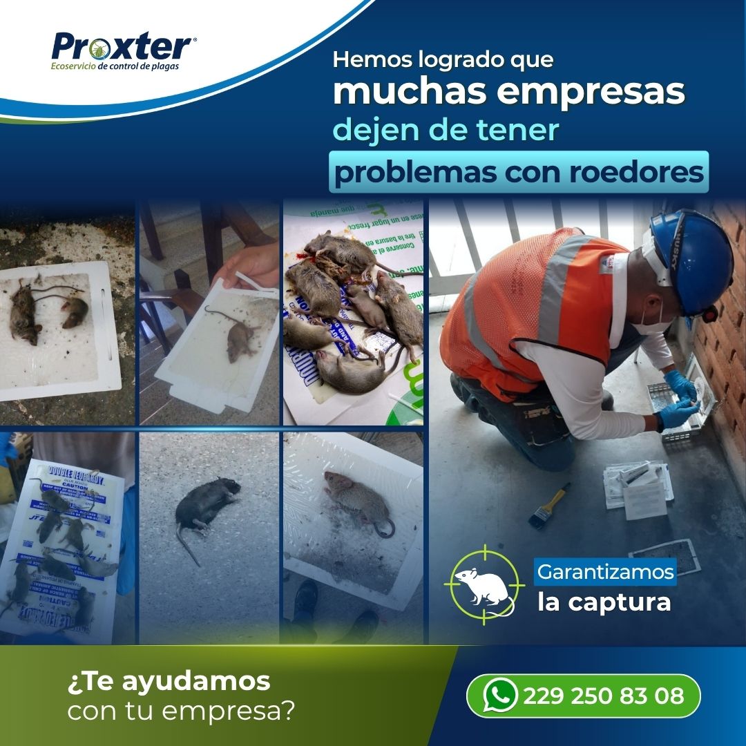 ImagenRadioVer's tweet photo. Evita que los roedores se conviertan en daños, contaminación y pérdidas para tu empresa.
Contacta a #proxter : 229 250 8308
#ControlDeRoedores #PlagasEnEmpresas #ControlDePlagas #Roedores #Proxter https://t.co/NINHCI4Doo