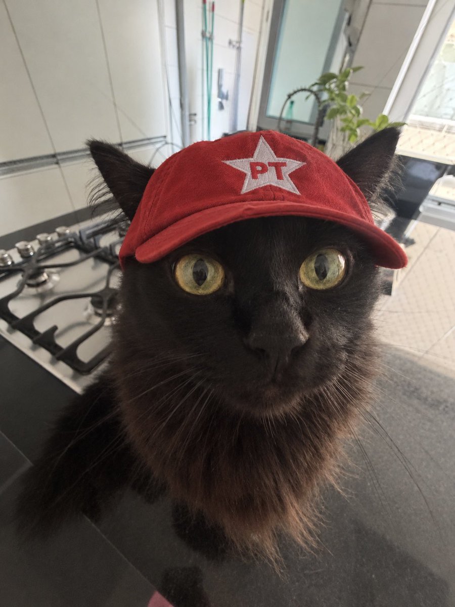 doarda's tweet photo. gatos pretos com lula 13 https://t.co/mV6AkRv5aa