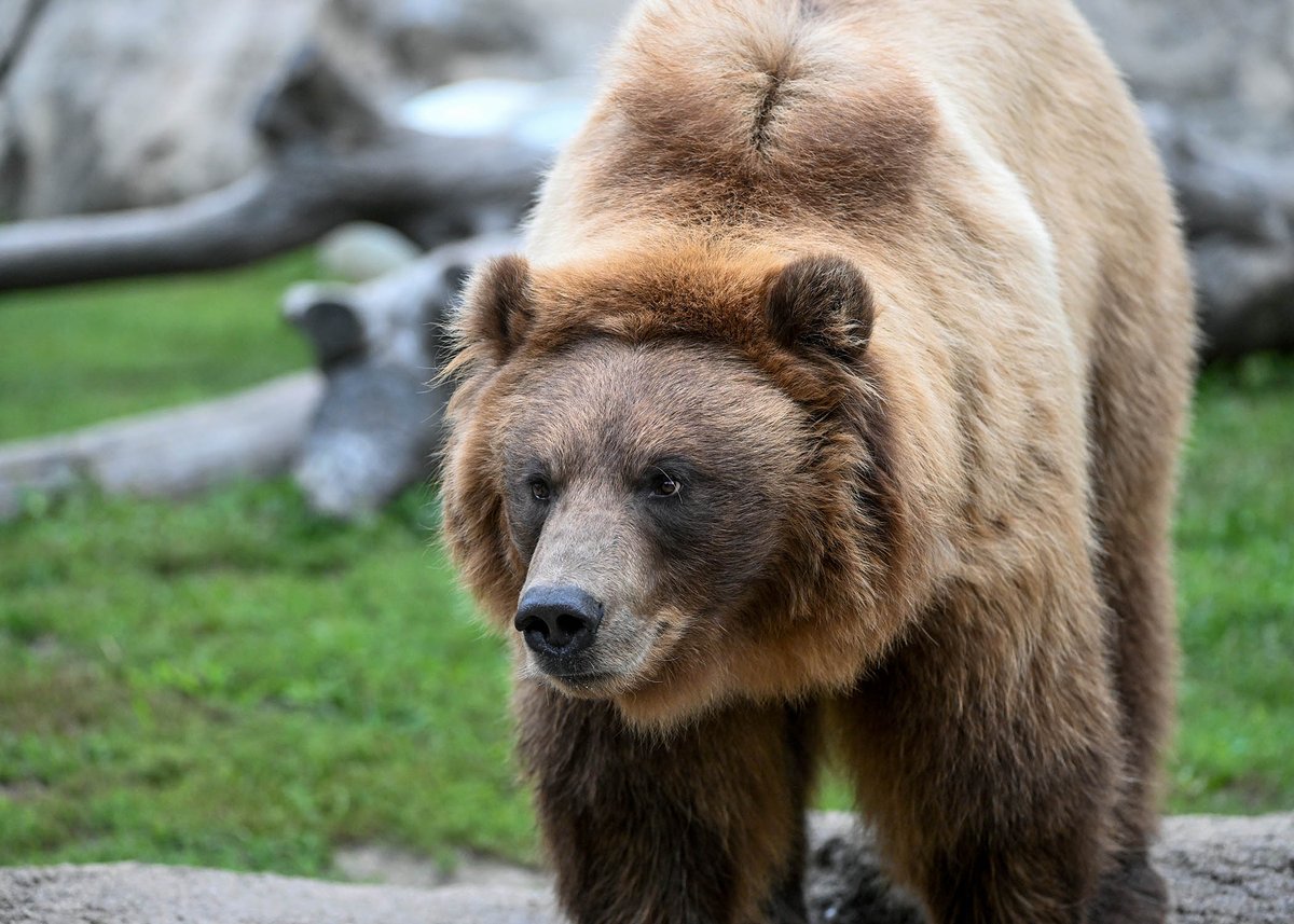 brookfield_zoo tweet picture