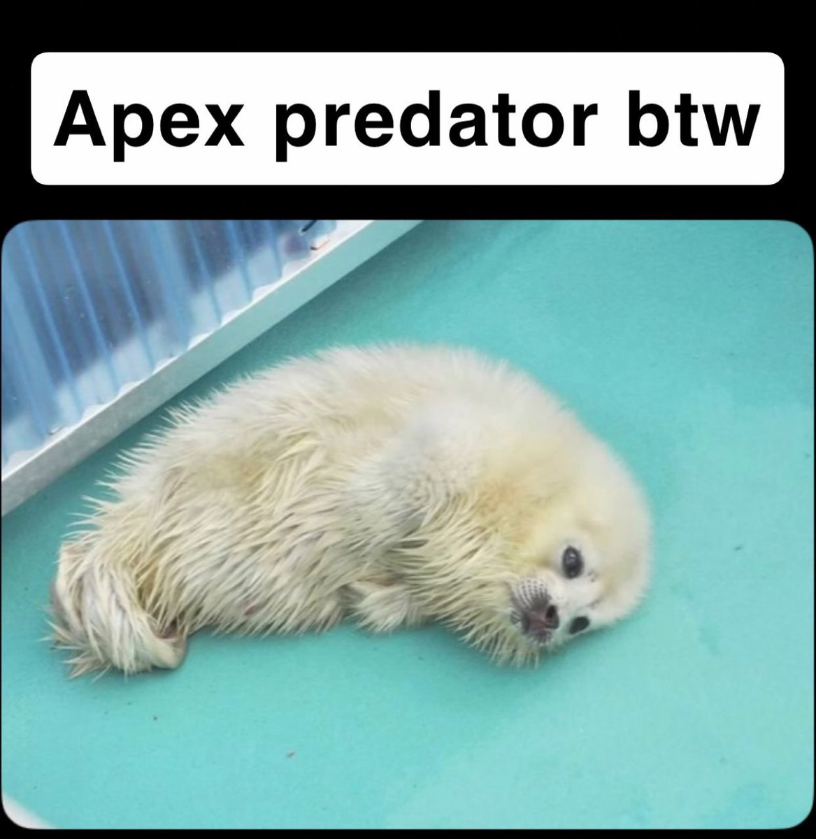 Seals_R_Cute's tweet photo. To fish that is… https://t.co/jUueUjeZSj