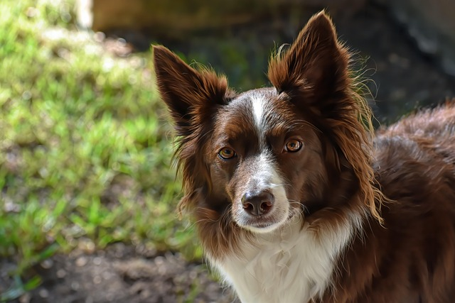 millypod1's tweet photo. 🆘7 OCT 2026 #Lost Fraya #ScanMe
ELDERLY Border Collie Female
Fern Hill #BlaenRhondda #CF42
#Treorchy #Cardiff #Wales
She is hard of Hearing and Partially sighted.
She has a lovely dispostion
https://t.co/49eQ4q0m7T https://t.co/09ILlWokXU