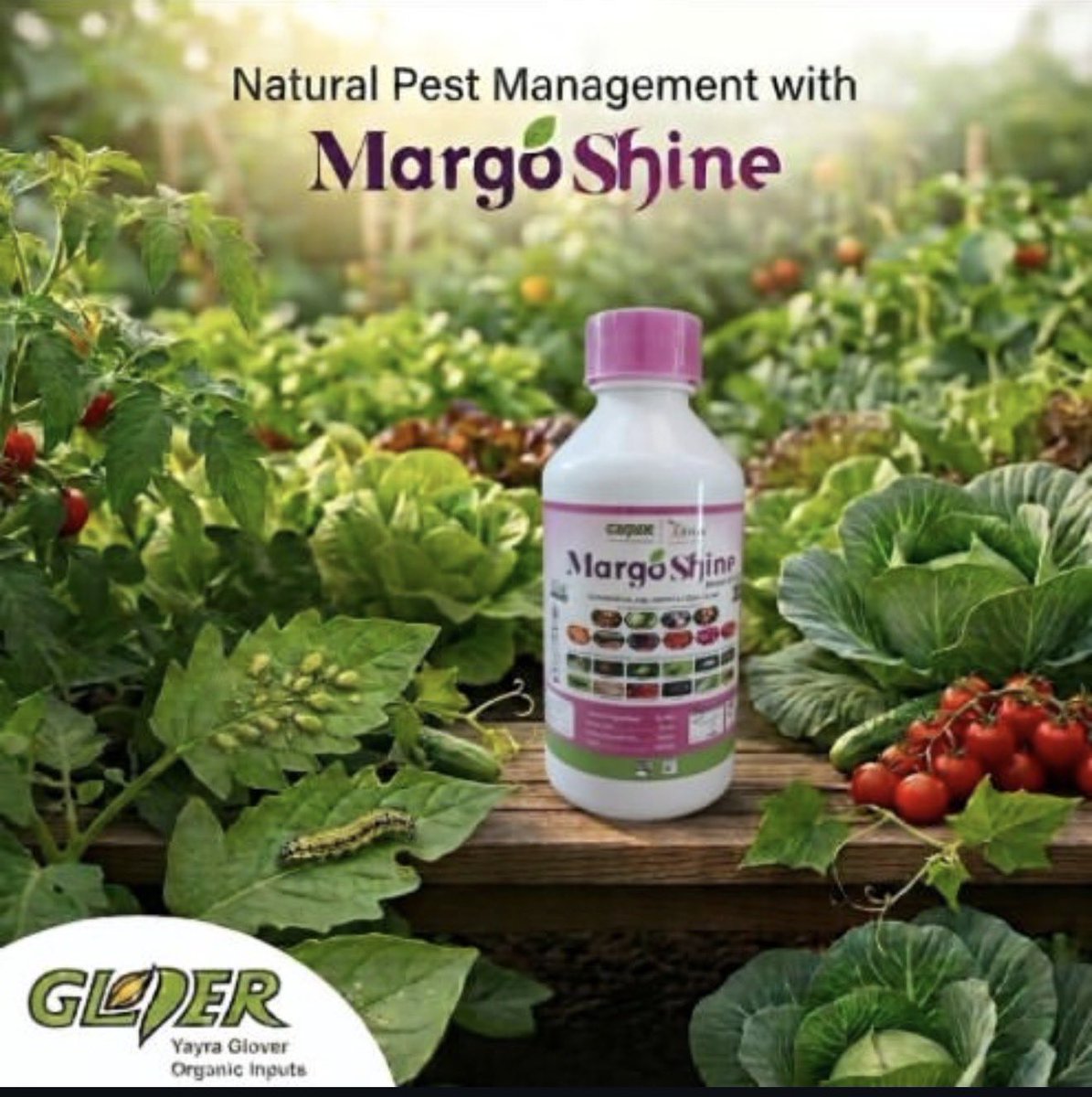 EnyonamManye's tweet photo. 🚨🌱 FARMERS, PESTS ARE EATING INTO YOUR PROFITS! 💸🐛

You spent money on seeds, fertiliser, labour and irrigation. Why allow pests to destroy your investment before harvest? 😳

💰 EVERY CROP YOU LOSE COULD BE MONEY OUT OF YOUR POCKET!

Introducing MargoShine Neem Oil EC from Yayra Glover Organic Inputs! 🌿

A plant-based pest management solution designed to help control:

✅ Aphids
✅ Whiteflies
✅ Caterpillars
✅ Mites

🍅 Whether you’re growing tomatoes, pepper, cabbage or other vegetables, protect your crops and give your farm business a better chance of a profitable harvest!

🔥 DON’T WAIT UNTIL PESTS TURN YOUR INVESTMENT INTO LOSSES!

📞 Call/WhatsApp: 0530 485 235 +233 54 822 7381
🌐 https://t.co/DBo3qFZFGI

🌱 MargoShine Neem Oil EC — Protect your crops. Protect your investment. Protect your profits!

#TheGhanaianFarmer #MargoShine #OrganicFarming #PestControl #NeemOil #Agribusiness #FarmingForProfit
