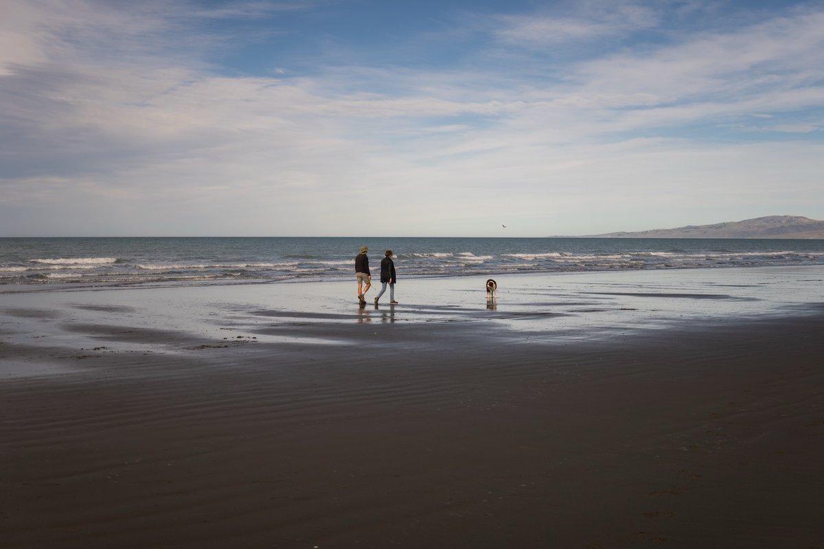 Adzury1308's tweet photo. Waimairi Beach: Native spinifex and pīngao trap wind-blown sand, building and stabilising dunes. Christchurch’s coastal dunes also provide vital habitat for the native katipō spider. https://t.co/BGIeb5VwrF