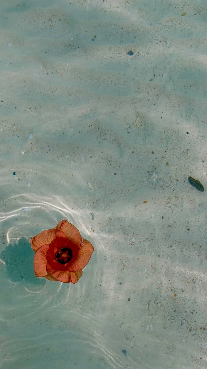 OoTole's tweet photo. Tu voulais une vidéo mignonne, mais t’as oublié que ton mec redevient un enfant dès qu’il est dans l’eau. La photo de fin, c’est cadeau. Qui a le même à la maison? https://t.co/jnwP0sT6ZB
