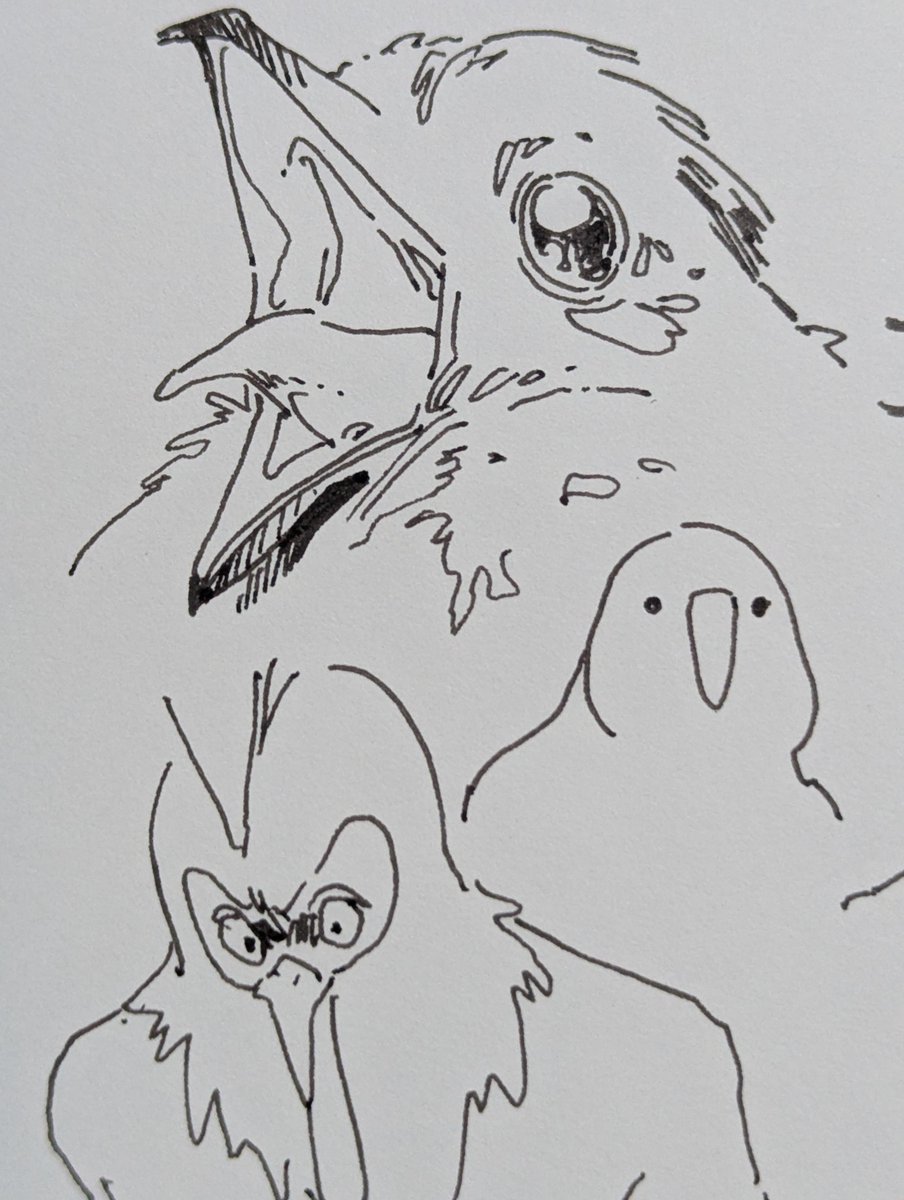 unpi_nanta's tweet photo. 1発描きにしてはよく描けた鳥 https://t.co/E6l0fVyD6u