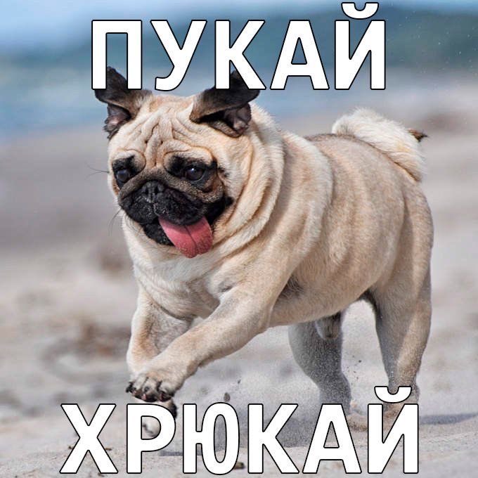 wildqixx's tweet photo. это мафин? @solo42441 https://t.co/FYXhfpIDQt
