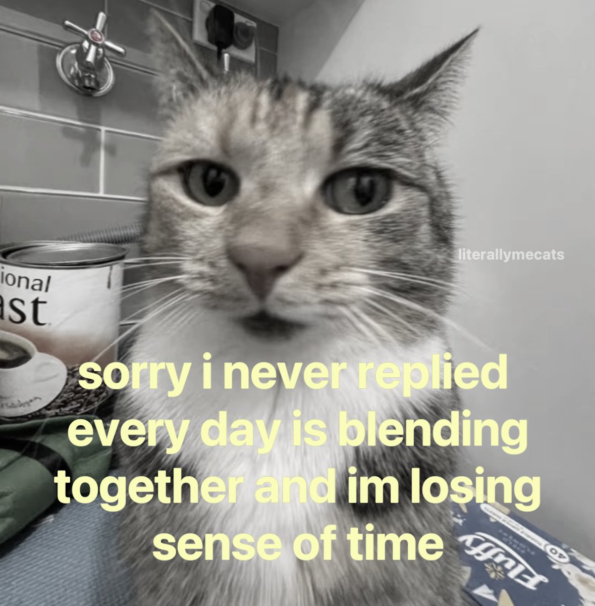 literallymecats's tweet photo. https://t.co/r6uOedy8A1