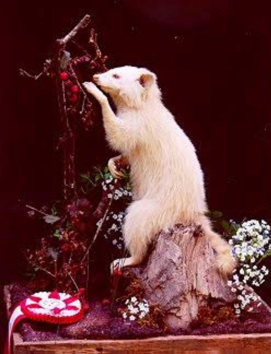 8ArmedAngel's tweet photo. Full image of my Profile picture. / Its Taxidermy https://t.co/AxVKVYxHGZ