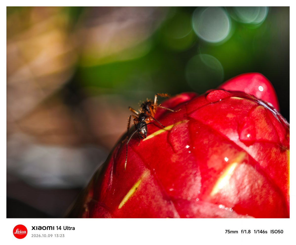 KingReyes13139's tweet photo. Bokeh!!! And Macro!!!
#xiaomicapture https://t.co/XaOZUVdqOj