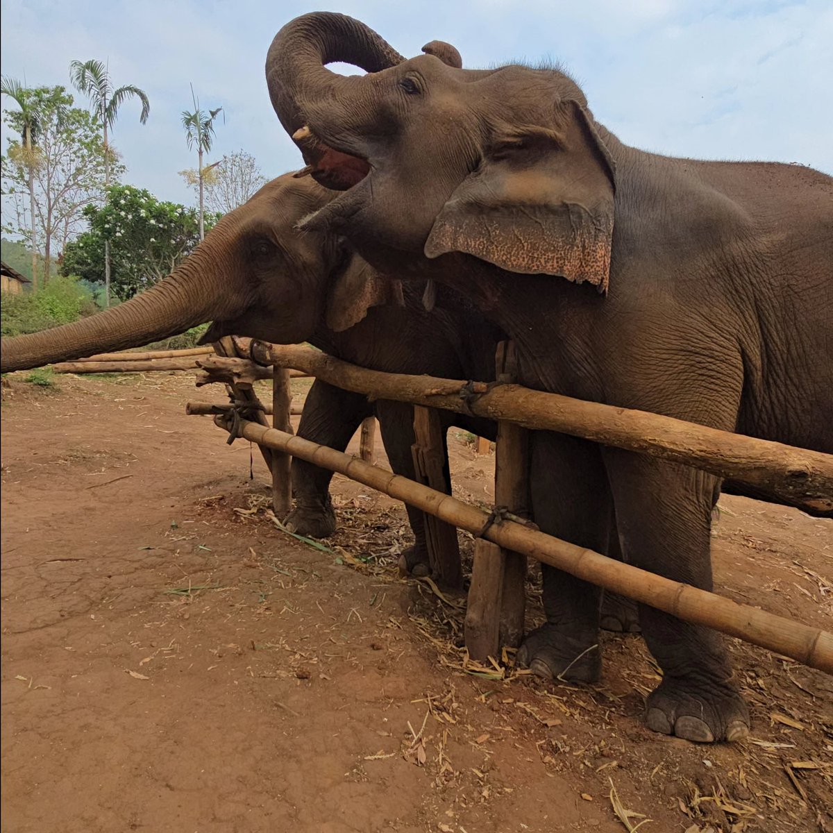 andres_yonatan's tweet photo. Siamese elephants are nearing extinction due to human greed and poaching. These intelligent mammals need urgent protection. We must act now to stop poaching and prevent their disappearance. https://t.co/u4Hy6NQPOH