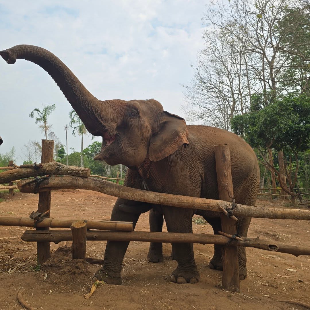 andres_yonatan's tweet photo. Siamese elephants are nearing extinction due to human greed and poaching. These intelligent mammals need urgent protection. We must act now to stop poaching and prevent their disappearance. https://t.co/u4Hy6NQPOH