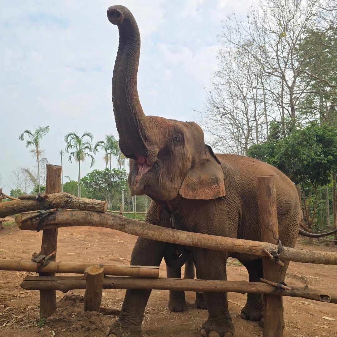 andres_yonatan's tweet photo. Siamese elephants are nearing extinction due to human greed and poaching. These intelligent mammals need urgent protection. We must act now to stop poaching and prevent their disappearance. https://t.co/u4Hy6NQPOH
