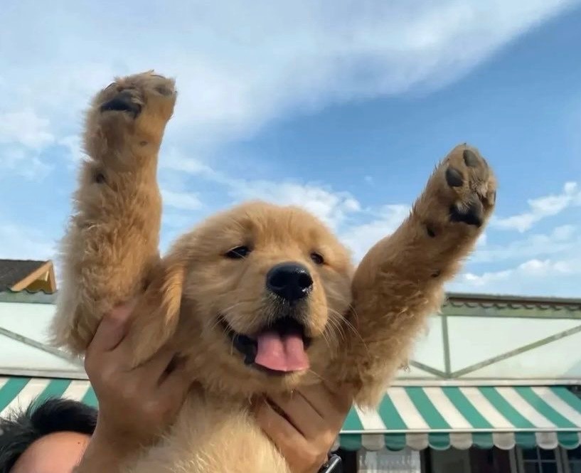 GLDN_DOG's tweet photo. When You Earn solana:GoLDppdjB1vDTPSGxyMJFqdnj134yH6Prg9eqsGDiw6A from Holding $GLDNDOG 💛🏆🐕 https://t.co/yJvCxlCDeh