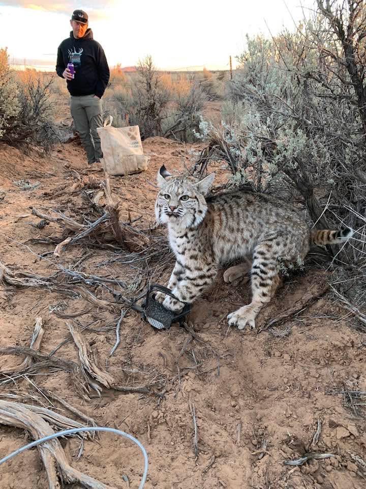 XposeTrophyHunt's tweet photo. This gorgeous young bobcat is now dead, courtesy of Brandon Maxwell (Western Cats, Utah.) A psychopathic torture addict who hides behind 'population control.' 🤬
#BanTrapping RT
@SARA2001NOOR @Angelux1111 @Gail7175 @Lin11W @PhaedraXTeddy 
@Martina @reallorraine https://t.co/ypnrMoK9lk