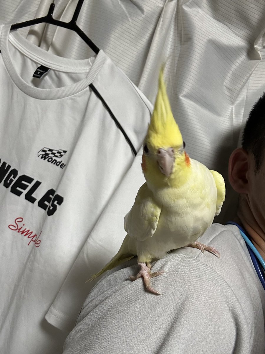 Kotasyu09002's tweet photo. 宮崎県延岡市東海町でオカメインコが逃げてしまいました。
目撃した方や保護などをして頂いた方などは教えて頂きたいです。
色は白と、黄色のインコです、翼の部分に黒の斑点のようなものがあります、目は赤色をしてます、かなり人懐こい性格をしてます。
なお、拡散して頂いたら幸いです。 https://t.co/0VfsDRIspt
