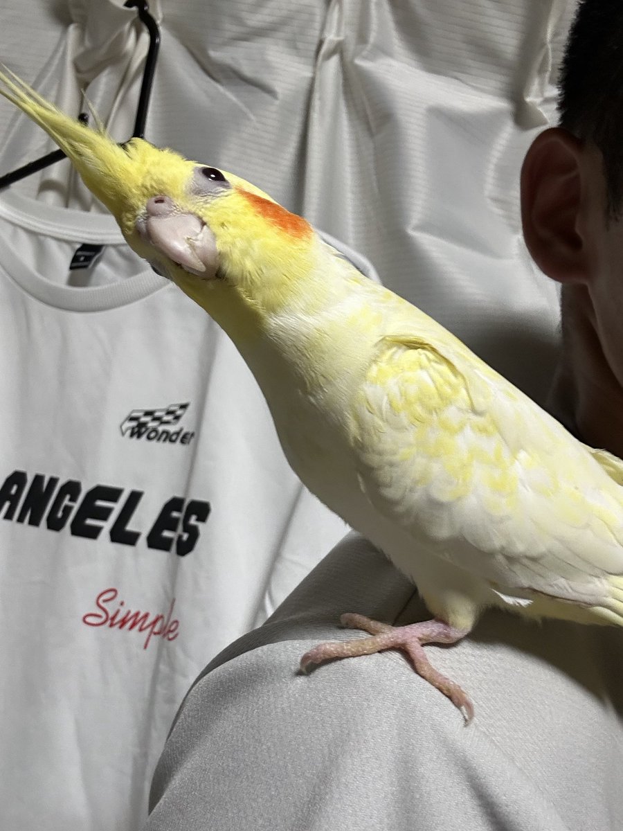 Kotasyu09002's tweet photo. 宮崎県延岡市東海町でオカメインコが逃げてしまいました。
目撃した方や保護などをして頂いた方などは教えて頂きたいです。
色は白と、黄色のインコです、翼の部分に黒の斑点のようなものがあります、目は赤色をしてます、かなり人懐こい性格をしてます。
なお、拡散して頂いたら幸いです。 https://t.co/0VfsDRIspt