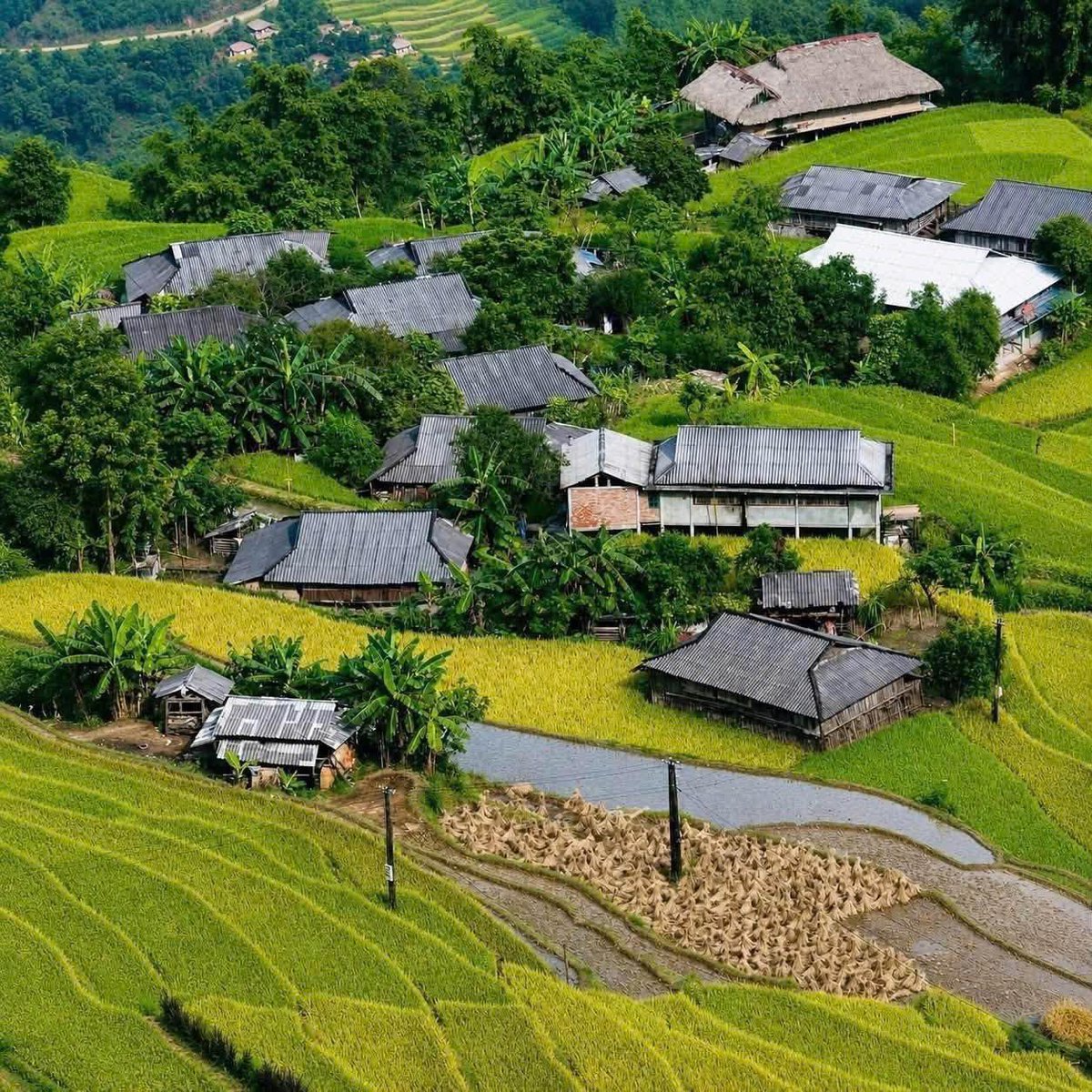 lucaslpms's tweet photo. Ha Giang is turning golden. Rice terraces cascade down the hillsides, waterfalls weave through the mountains, and every path feels untouched. Some places need no explanation. You just have to be there. https://t.co/6kfXJdKkro