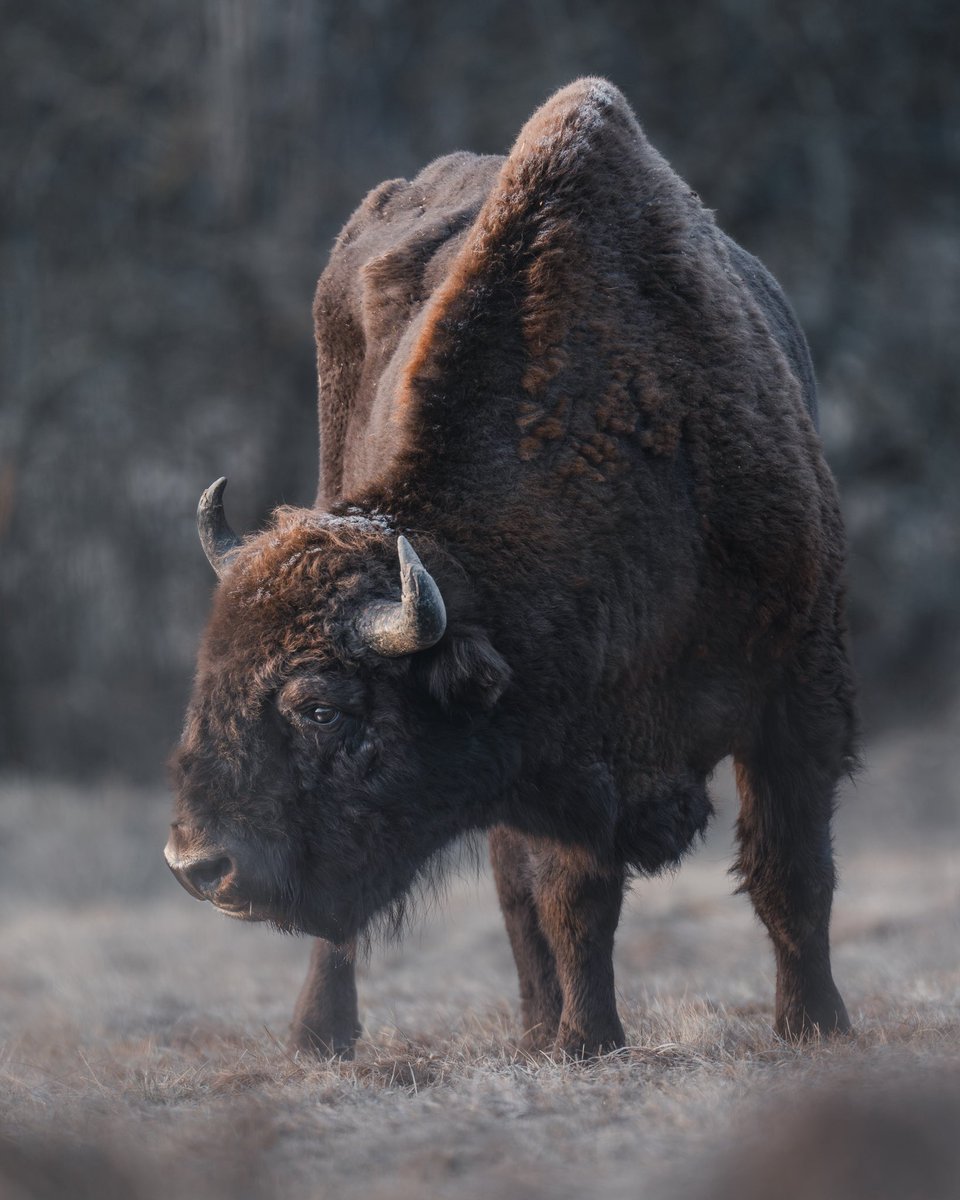 SonyAlpha's tweet photo. The beauty of Wild European Bison, photographed in the untamed Białowieża Primeval Forest in Poland, by @glaesersglobe 🦬 
📷: Sony A7RV 
🔭: the FE 600mm F4 GM OSS, 1.4x TC + the FE 400mm F2.8 GM OSS. #SonyAlpha https://t.co/ukFZp14enS
