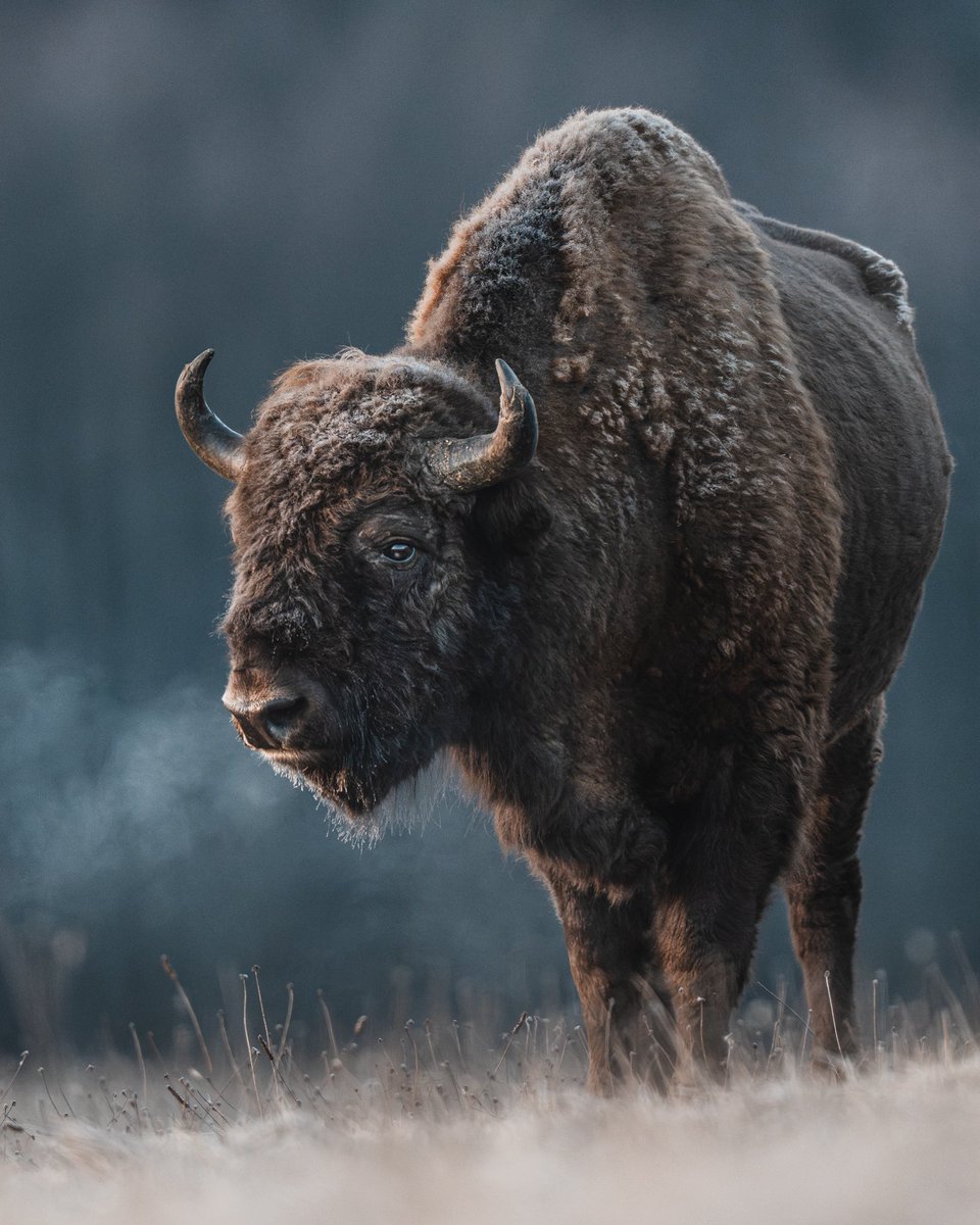 SonyAlpha's tweet photo. The beauty of Wild European Bison, photographed in the untamed Białowieża Primeval Forest in Poland, by @glaesersglobe 🦬 
📷: Sony A7RV 
🔭: the FE 600mm F4 GM OSS, 1.4x TC + the FE 400mm F2.8 GM OSS. #SonyAlpha https://t.co/ukFZp14enS