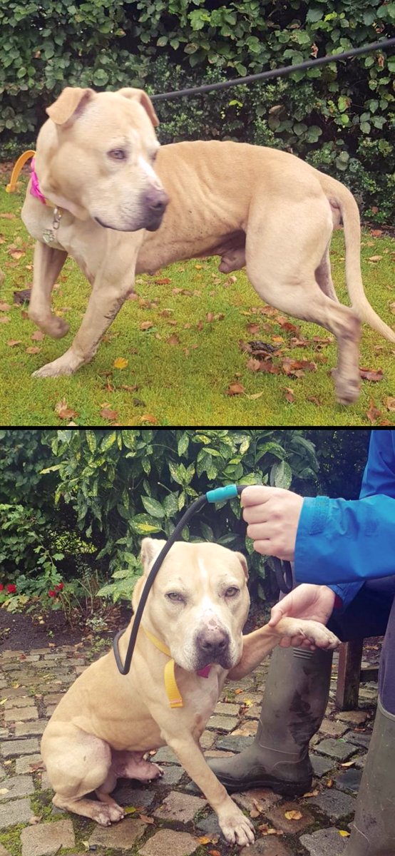 ZionWoofs's tweet photo. 6 YEARS AGO TODAY I WAS SAVED FROM BEING PUT TO SLEEP BY PEOPLE AND TAKEN INTO A RESCUE KENNEL WHERE I MET MY MUM AND DAD AND THEY MADE ME BETTER. I WAS VERY SAD AND POORLY BUT NOW VERY HAPPY AND GOT LOTS OF FRIENDS SO PLEASE HELP RESCUE DOGGIES WOOFS FROM ZION 🐶🐾 https://t.co/7Agw97tatW