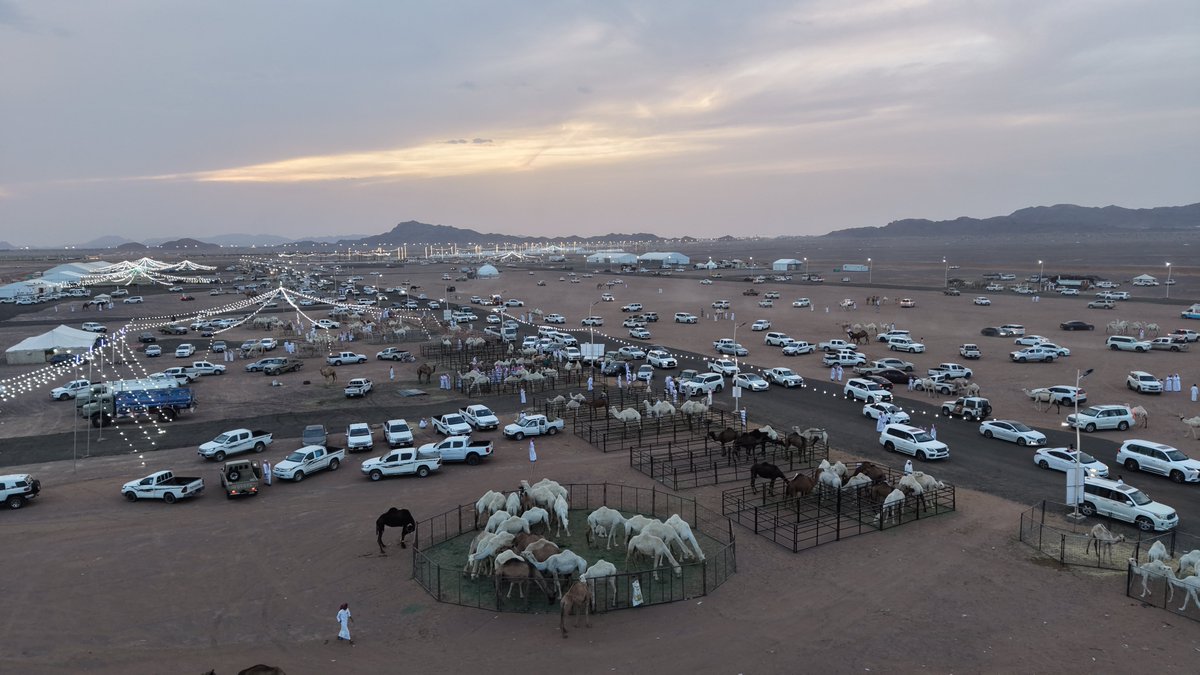 Camel_Auction_3's tweet photo. لقطات جوية ترصد أجواء اليوم الثاني من مزاد المدينة المنورة الثالث للإبل بمحافظة الحناكية، وحراكًا متواصلًا في ساحة المزاد.

تصوير / رائد العوفي 
#مزاد_المدينة_المنورة_الثالث_للإبل
#الحناكية https://t.co/9AAQKJb9Yg