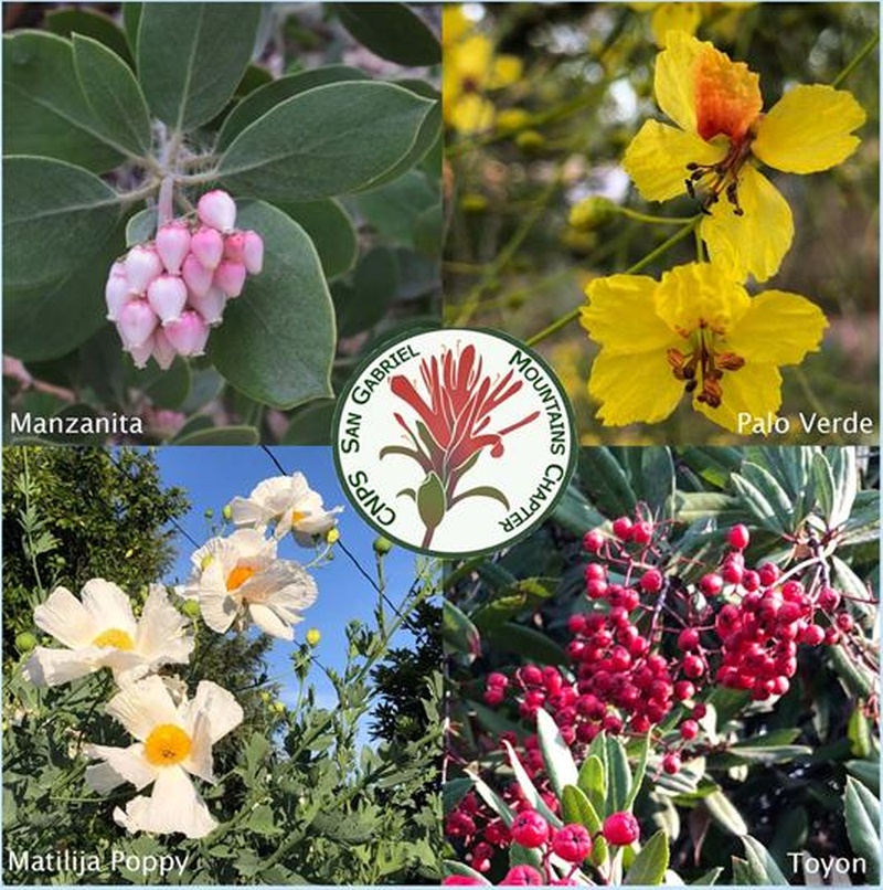 MonroviaNow's tweet photo. Native plant sale at the Monrovia Historical Museum Nov. 14, 9 a.m. to 2 p.m. The city will also give away 200 native trees while supplies last. https://t.co/YYCrnsp7ld #MonroviaCA https://t.co/JqgpvmObvv