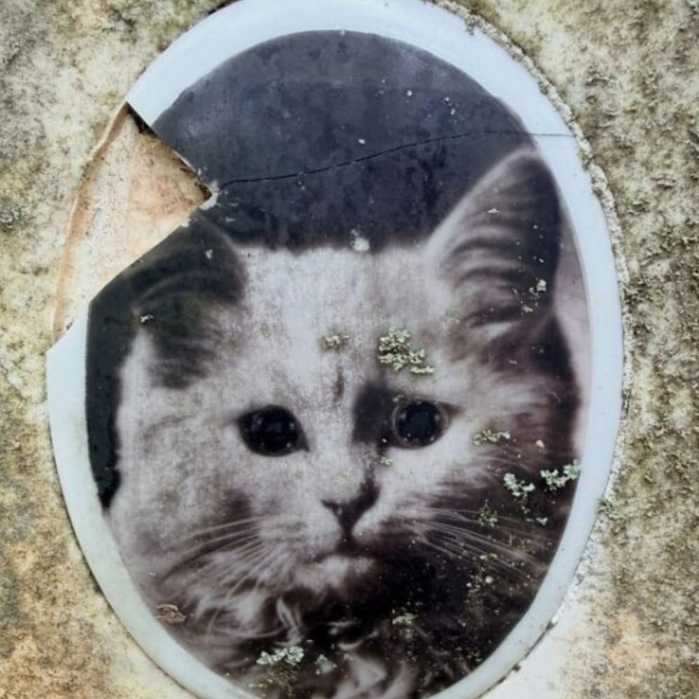 EnsedeCiencia's tweet photo. 🪦🐱En Maryland, EE. UU., una lápida conserva el recuerdo de Mon Minet Jaunet, un gato cuya inscripción marca los años 1920–1939. Se desconoce quién fue su dueño, pero su retrato y su nombre siguen contando una historia de amor que sobrevivió al paso del tiempo. https://t.co/57aCHNAAm9