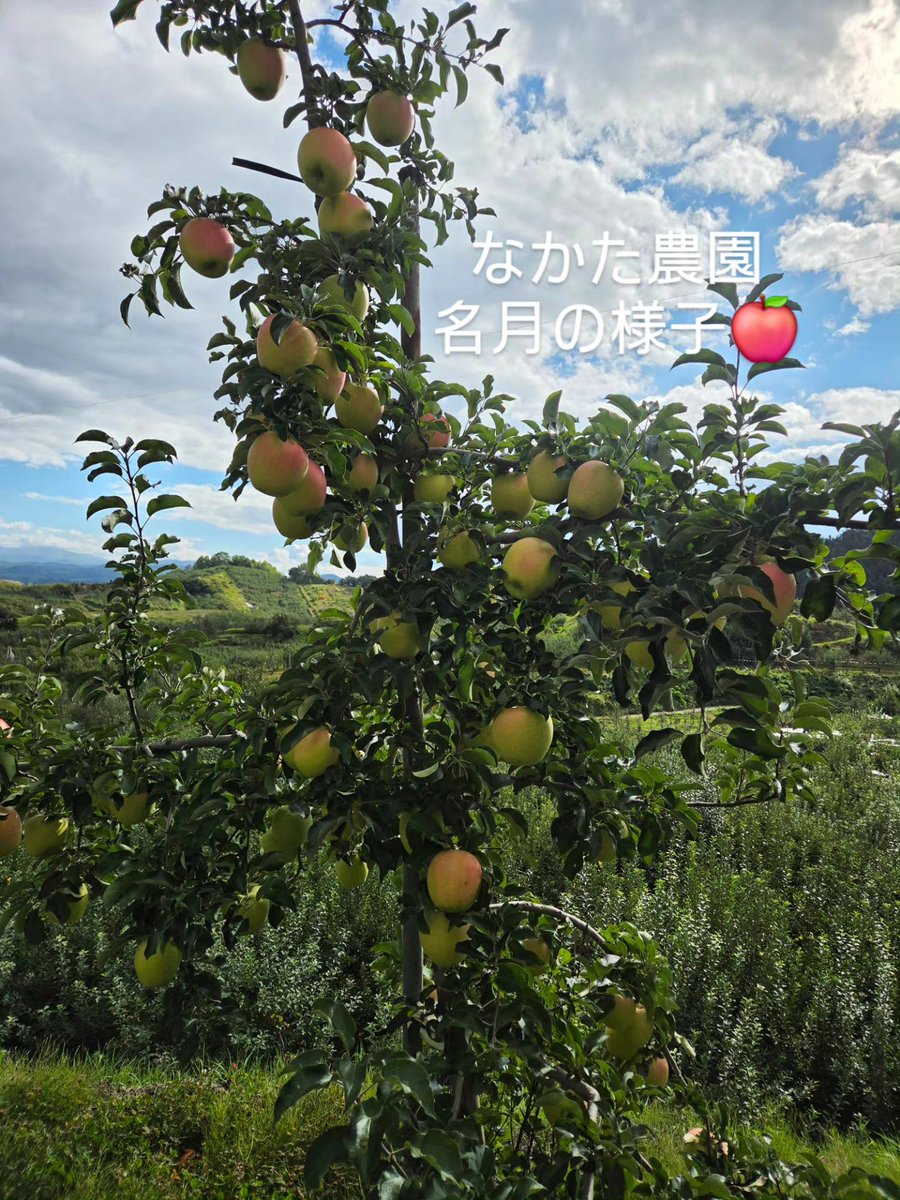 AmazingApp40969's tweet photo. #なかた農園
#美味しい
#果物
#青森りんご
#フルーツ https://t.co/A023D7RqpU