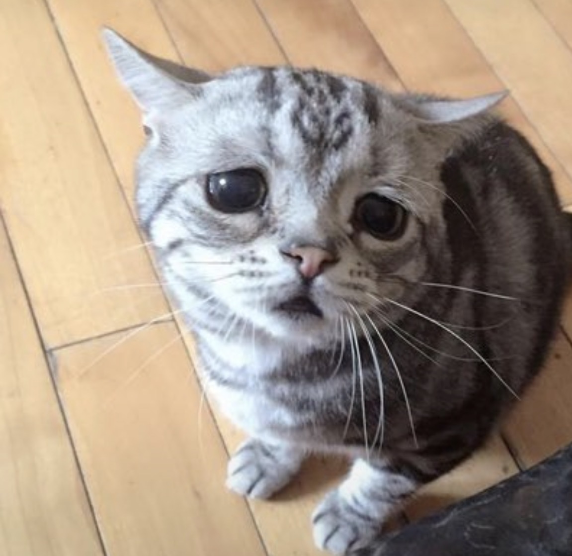 animal_kyawa_'s tweet photo. 困りすぎてる表情が可愛いすぎる https://t.co/uKB0lFpnYm