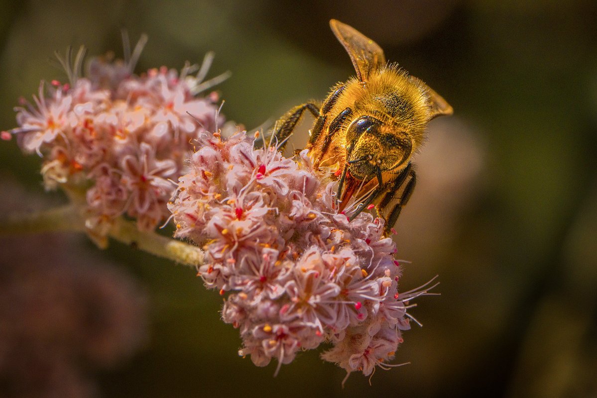 shrkshtr's tweet photo. I love taking my Sony 100mm macro Series II our every now and then to see what I can find. I came across this honey bee working hard and grabbed a few frames at f/2.8! 

#macrophotographys https://t.co/Y7XU4ldUEc