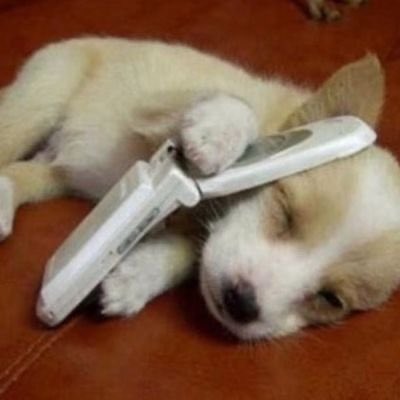 daumtempokrl's tweet photo. promete gostar de mim mesmo se eu ficar não verbal do nada igual esse cachorrinho que só fala um e uhum? https://t.co/imY39BXIuI