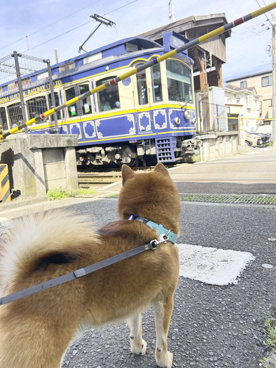 AndruSol77's tweet photo. 佐介をお預かりして6週間。うさぎ以来の動物との暮らしで、これまで見えなかった景色やつながりに出会えました。もう少し一緒に過ごせそうなので、この時間を大切に味わいます。 https://t.co/EX9NymDfLd