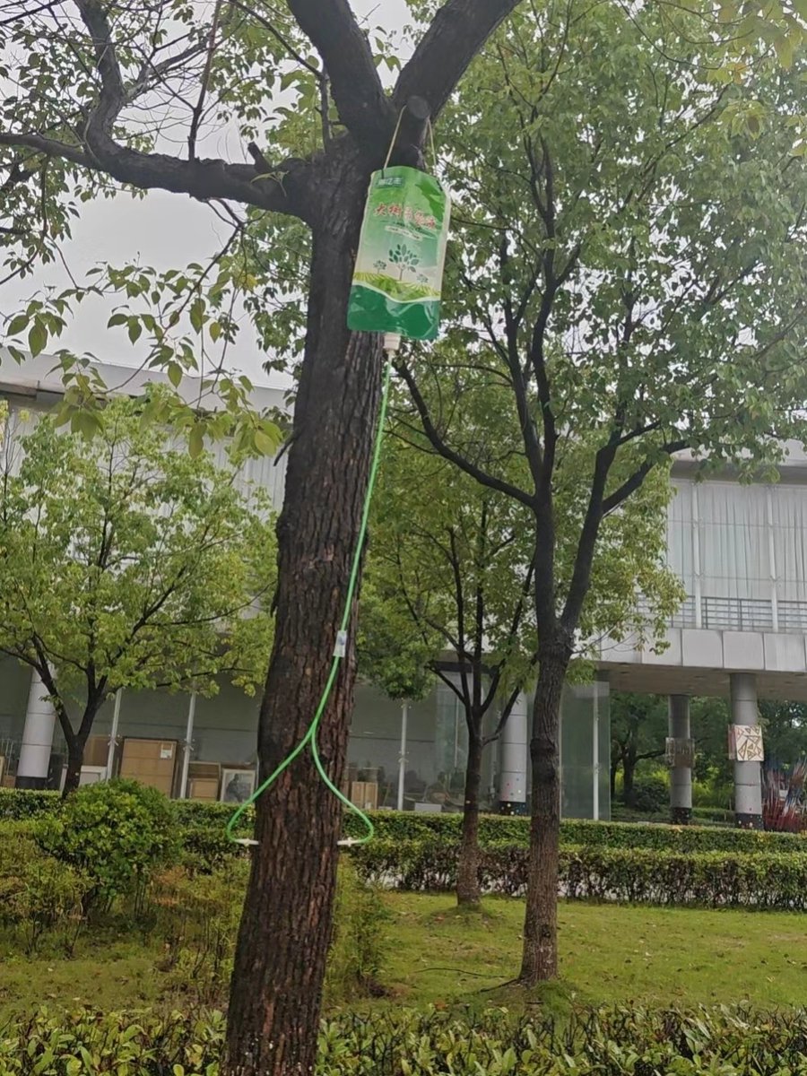 SarahFurmatb's tweet photo. El regador transporta agua hasta el árbol de Tang, las hojas se agitan con la brisa del océano, lleno de vida nueva. https://t.co/QdVt0Imr84