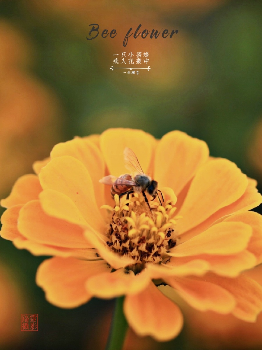 SectiOnad's tweet photo. [La abeja zumbaba mientras recordaba a su amiga que ya no está, llenando el aire de pesar y recuerdo.] https://t.co/WAHDPHyGyZ