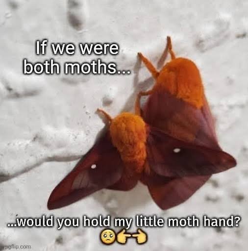 The_vacuous_NPC's tweet photo. @motheinsect This is them btw https://t.co/P6sQ5W0VPj