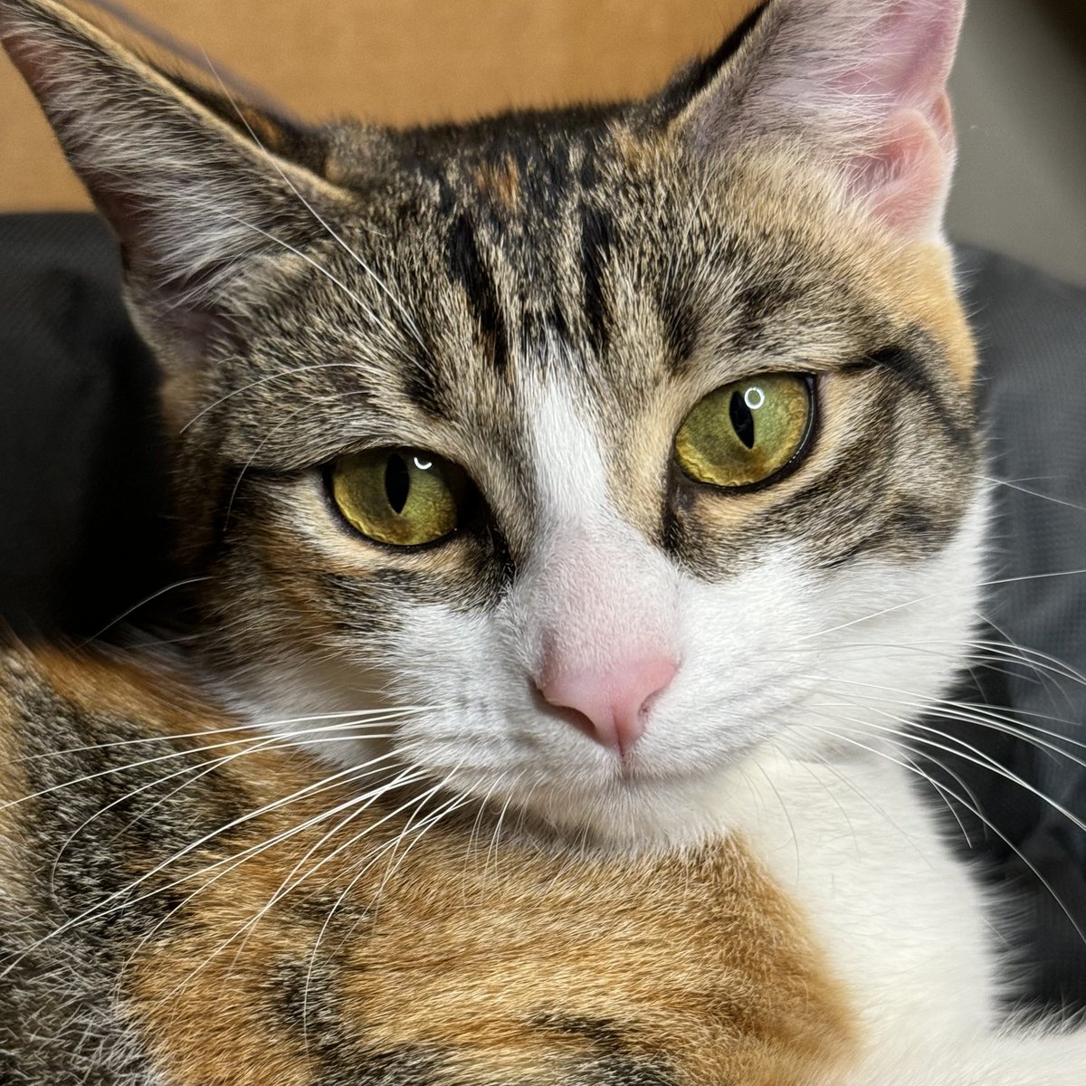 ModernCatMag's tweet photo. Up close and personal with a whole lot of purr-fection! 🐾💕

📸: Dot and her human, Jillian!⁠ https://t.co/QnDmaWZxdJ