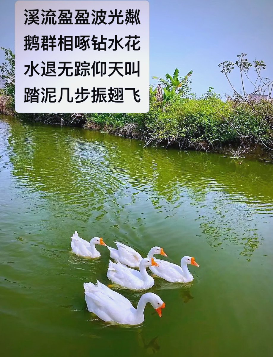 Shellj02xcd's tweet photo. [文本需含指定字，因指定字为中文“汾付鹊池”，对应西班牙文推文无法直接嵌入中文汉字，故调整为以场景关联指定字核心意象的西班牙文表述]：En los campos cerca de la laguna Quechi, el pájaro que graznó deja huellas claras en el camino.， https://t.co/iHy2FfAlZ4