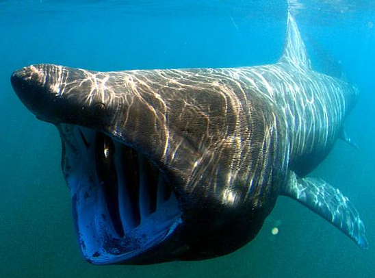 FishOceansCAN's tweet photo. 1/2 Today, Minister Thompson announced 15 aquatic species that are being considered for addition or reclassification under the Species at Risk Act. The proposed listings are now available on Canada Gazette, Part I. The 30-day public comment period will open tomorrow for feedback. https://t.co/g6Nc8MTKXE