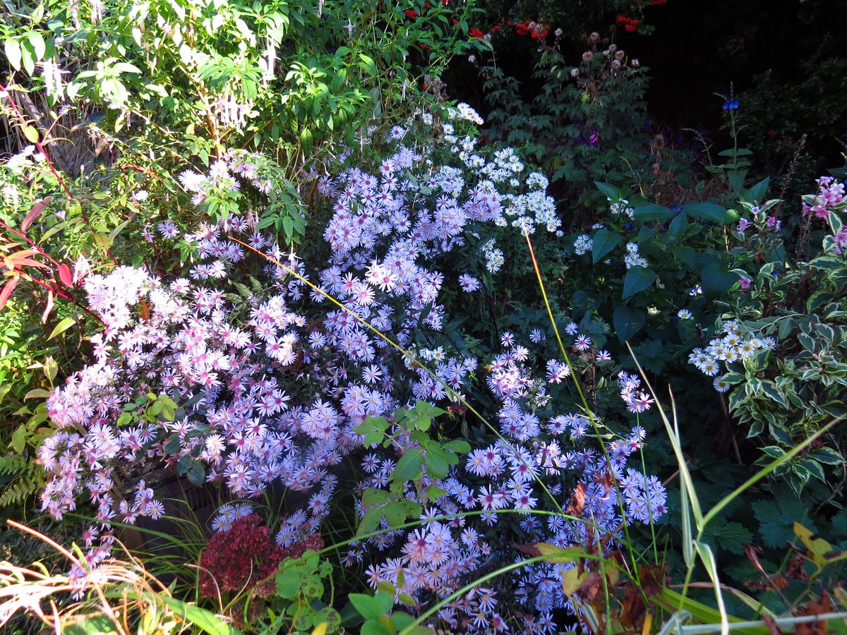 angegarrod's tweet photo. #gardenersworld Asters flowering their socks off this week.

#flowers #autumnwatch #springwatch https://t.co/znzZeQg4W9