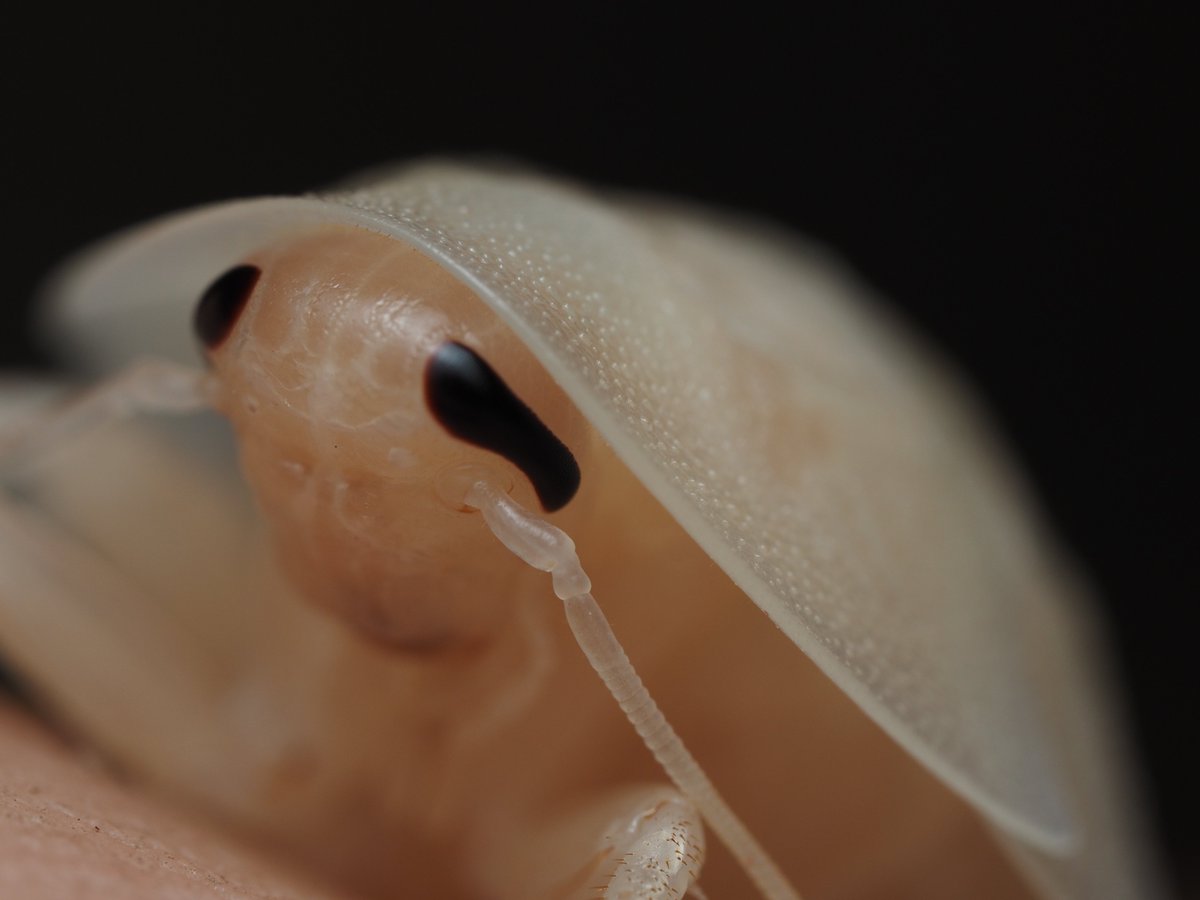 JuneWasHere1's tweet photo. One of my babies molted so I took some pics. https://t.co/ruZ50VxTEL