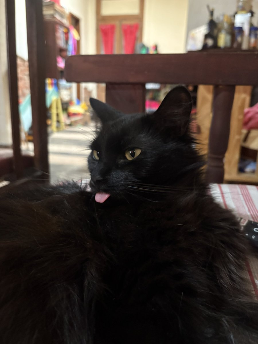 jjksatoru's tweet photo. como no consigo esos grupos de gatos lo subo acá https://t.co/KIOikGQzTC