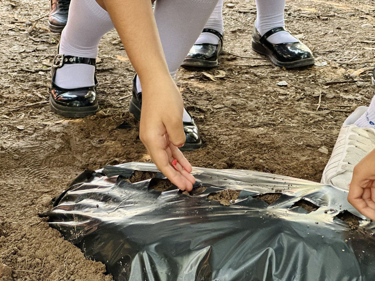 trcambiente's tweet photo. 🌎🌱Desde la Dirección de Medio Ambiente, llevamos actividades de educación ambiental a la Escuela Primaria “Margarita Maza de Juárez”, con la instalación de un huerto alimentario de calabaza y rábano, y una plática sobre los polinizadores y su importancia en los ecosistemas. https://t.co/6AcOWTIZ6b