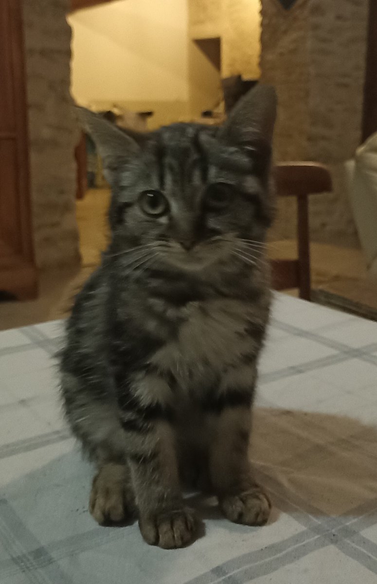 vigipets's tweet photo. 🟢 🐱 Chat trouvé le 07/10/2026 à Villeneuve-en-Retz (44580).
Mâle / Identifié(e) : Je ne sais pas

☎️ 0661014377
📧  flo.pedeau@free.fr

#VigiPets #chatperdu #chattrouve #chat #perdu #trouve https://t.co/KfUjbEID6Z