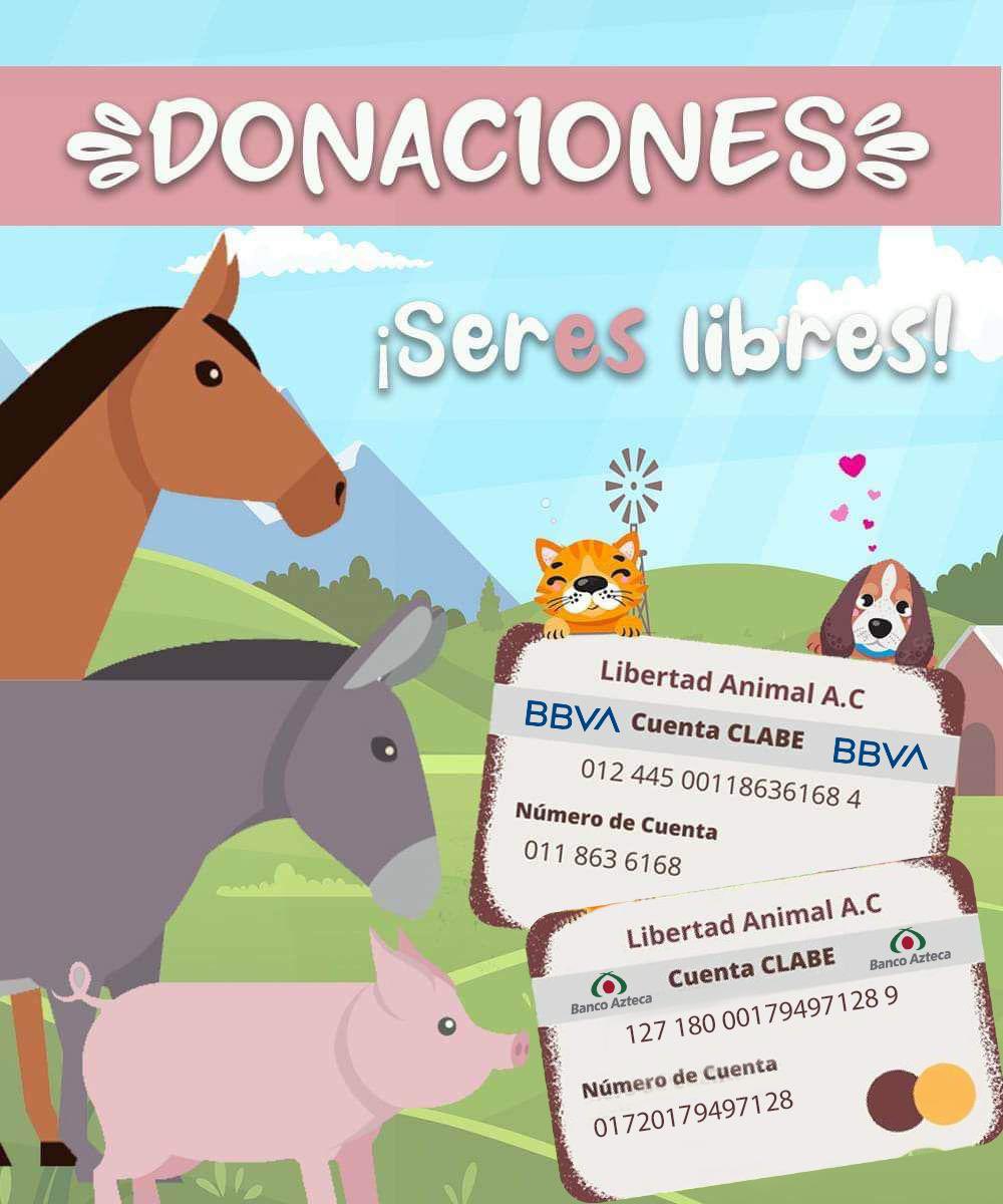 sereslibres_mx's tweet photo. Familia no estamos sacando los gastos de la semana. Y diario recibimos al menos unos 100 reportes ‼️

Si hacemos equipo logramos más pero hacerlo uno solo no se puede 💔

¿Se unen a nuestra recaudación? Con $50 pesos hacemos la diferencia https://t.co/Awa2cbHBaI