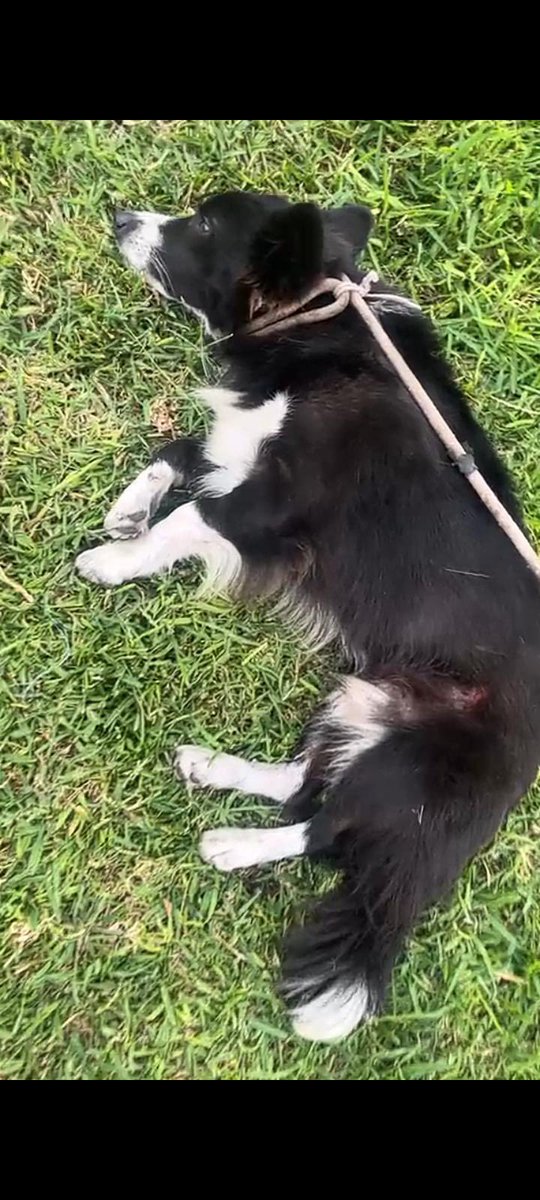 ticnt_'s tweet photo. Su familia lo abandonó en un parque del Callao y no se movió de ahí por 2 meses.

Los vecinos lo alimentaban pero un día una moto le pasó por encima y casi pierde su movilidad:( Se logró la operación y ahora está sano!

Si quieren adoptarlo o ayudar a pagar temporal: 930 453 042 https://t.co/3h5bjNu6JD