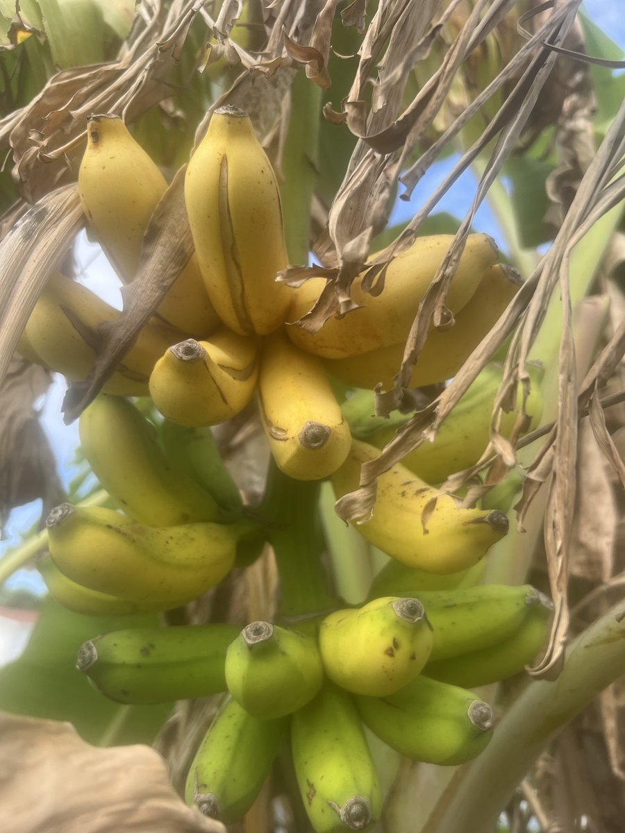 CFunfl's tweet photo. In this instance size doesn’t matter! Sweet bananas for banana bread or banana pudding https://t.co/SJB5Bi6oP2