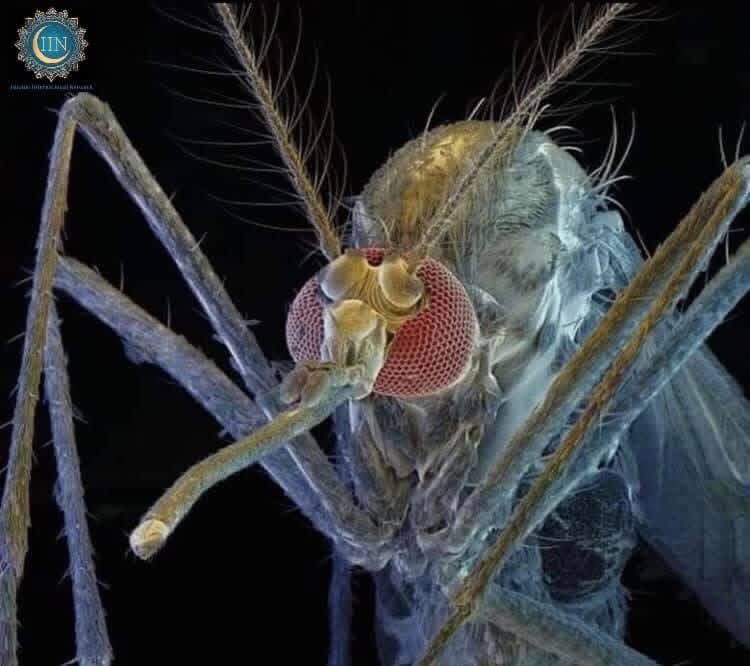 Astridueil's tweet photo. THE MOSQUITO

Did you know that when Allah ﷻ gave an example with a mosquito, the unbelievers were amazed and said: “How is it appropriate for the Creator of the universe to set an example with a small insect?”

Allah ﷻ says: 
إِنَّ ٱللَّهَ لَا یَسۡتَحۡیِۦۤ أَن یَضۡرِبَ مَثَلࣰا مَّا بَعُوضَةࣰ فَمَا فَوۡقَهَاۚ فَأَمَّا ٱلَّذِینَ ءَامَنُوا۟ فَیَعۡلَمُونَ أَنَّهُ ٱلۡحَقُّ مِن رَّبِّهِمۡۖ وَأَمَّا ٱلَّذِینَ كَفَرُوا۟ فَیَقُولُونَ مَاذَاۤ أَرَادَ ٱللَّهُ بِهَـٰذَا مَثَلࣰاۘ یُضِلُّ بِهِۦ كَثِیرࣰا وَیَهۡدِی بِهِۦ كَثِیرࣰاۚ وَمَا یُضِلُّ بِهِۦۤ إِلَّا ٱلۡفَـٰسِقِینَ 
“Surely Allah does not shy away from using the parable of a mosquito or what is even smaller. As for the believers, they know that it is the truth from their Lord. And as for the disbelievers, they argue, “What does Allah mean by such a parable?” Through this ˹test˺, He leaves many to stray, and guides many. And He leaves none to stray except the rebellious”— (Al-Baqarah, 2:26)

And those who disbelieve say, "What does Allah want with this example?"

But after 1400 years, the big surprise and the great miracle was understood that the female mosquito has 100 eyes on its head, 48 teeth in its mouth, 3 whole hearts inside its body, and 6 blades in its proboscis, each with a specific function. It has 3 wings on each side, and is also equipped with an infrared “device” that sees human skin in the dark in purple, as well as military-like night-vision devices. It is also equipped with a local anesthesia device so that it can pierced its needle without the feeling like it is sucking blood. It is also equipped with a blood test “machine” because it doesn't like all blood types. It is also equipped with a blood transfusion device to help it suck through the thin opening of the proboscis and is also equipped with an odor device that senses the sweat of a person from 60 meters.

And the strangest thing about all this is that modern science has discovered that on the back of a mosquito lives a miniature insect that cannot be seen without a microscope.

Allah ﷻ says: "Surely Allah does not shy away from using the parable of a mosquito or what is even smaller.”

Glory be to the Lord, glory to the holder of honor, power, pride and greatness.

Follow:
Islam and Science - IIN