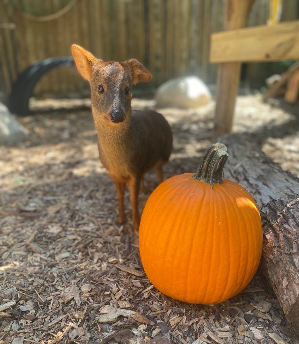 AudubonNature's tweet photo. Hudson the pudu wanted to show off her pumpkin! 🎃 🦌 https://t.co/JXuAB5um0o