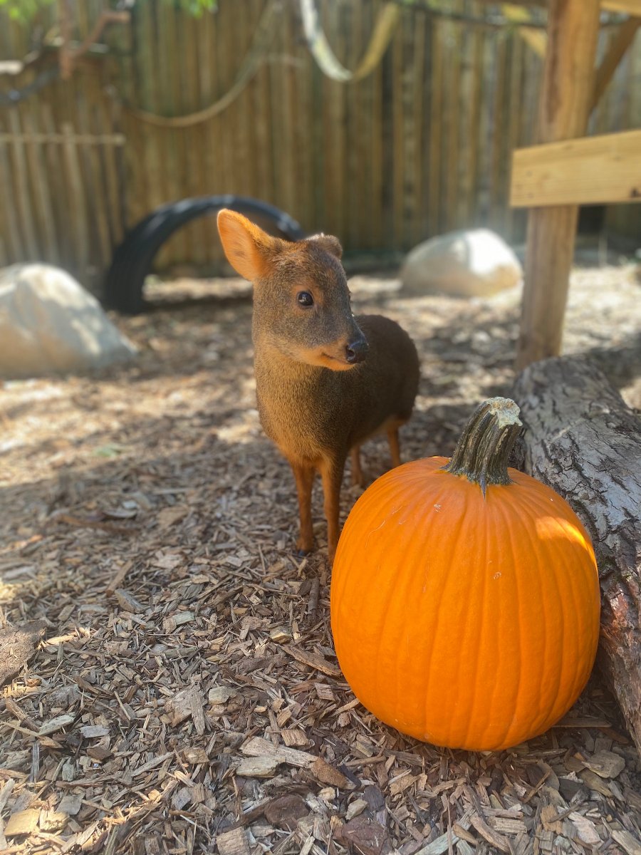 AudubonNature's tweet photo. Hudson the pudu wanted to show off her pumpkin! 🎃 🦌 https://t.co/JXuAB5um0o