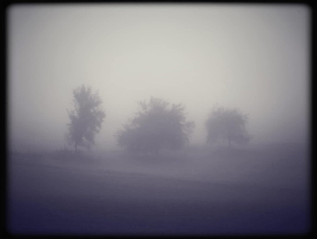 ChrissyvWellean's tweet photo. … three friends in the morning mist … https://t.co/7Mn8tQTaZS